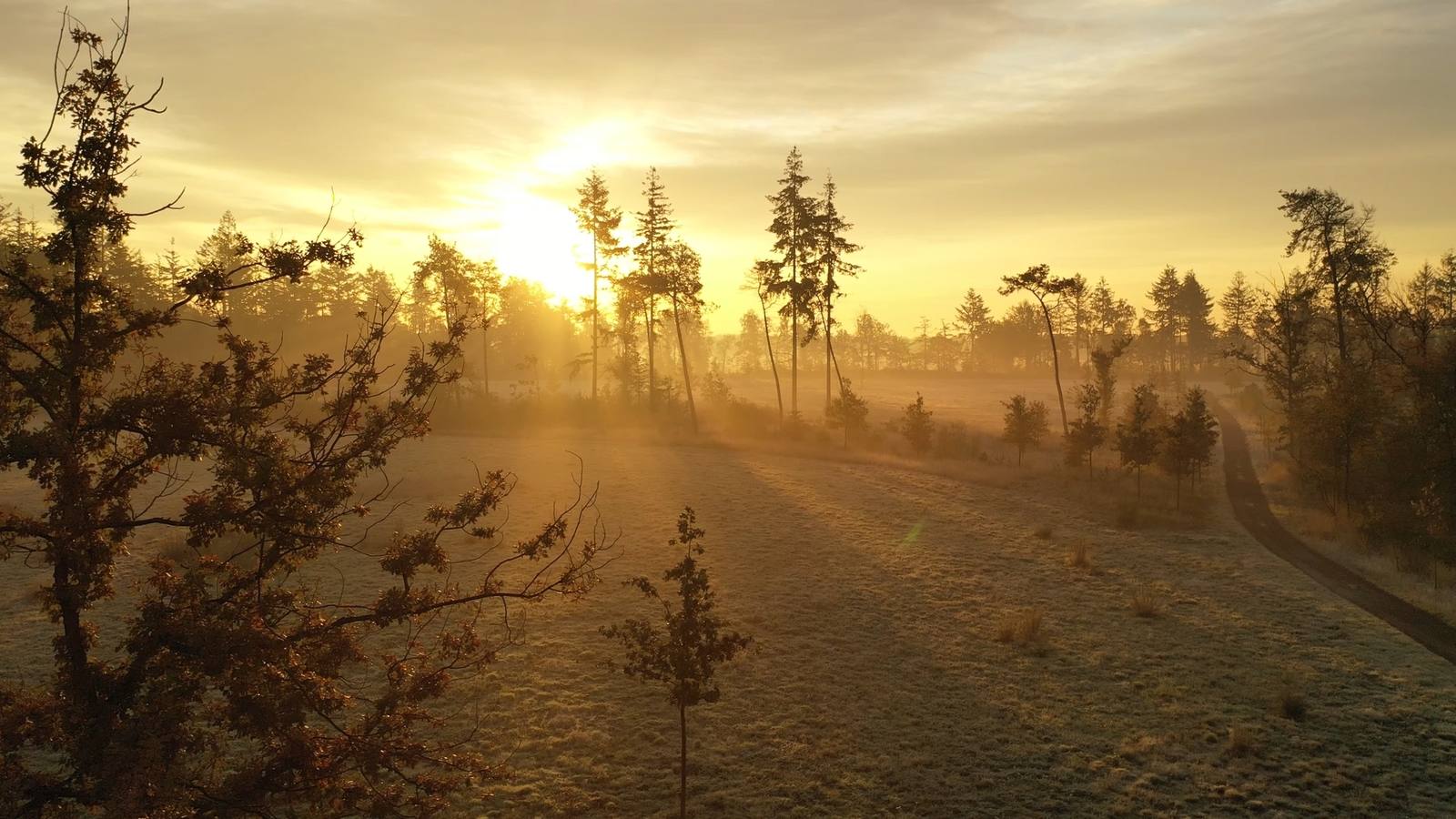 Luchtopname van een heideveld bij zonsopkomst, met mist tussen de dennen en laag tegenlicht over het gras.